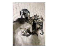 Kittens Available for Adoption for Very Small Fee